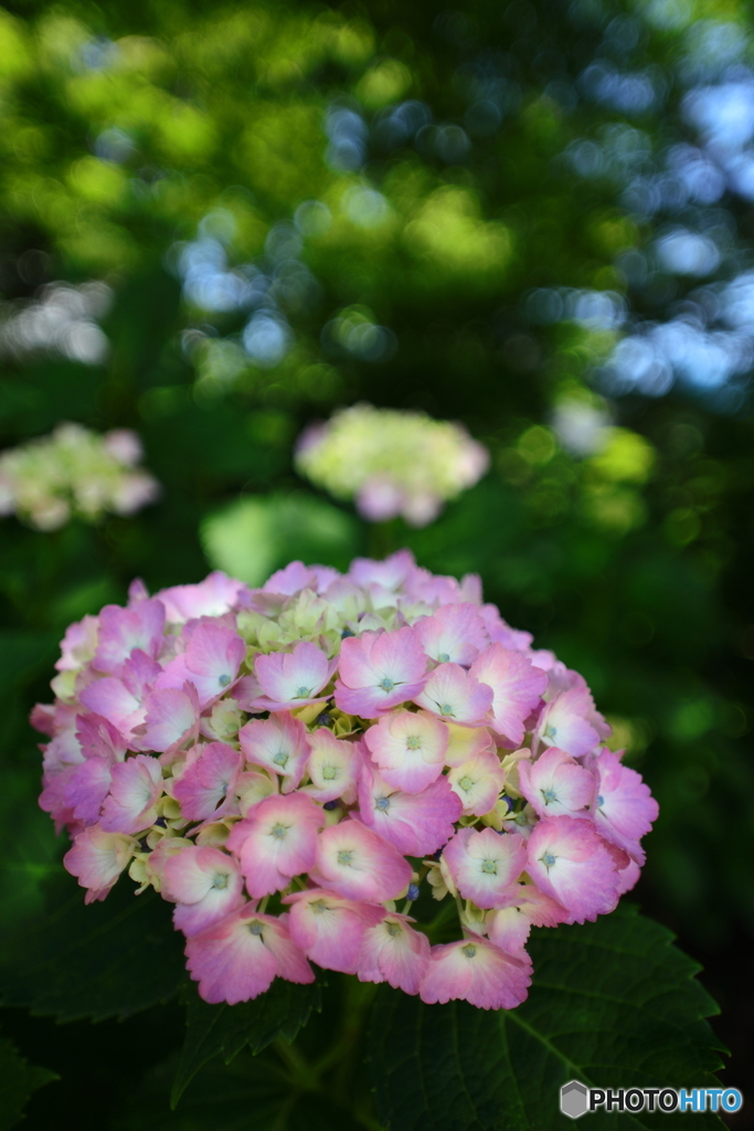 紫陽花開花
