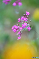 路傍の小花