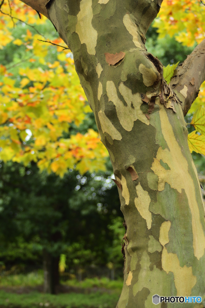 迷彩色のプラタナス