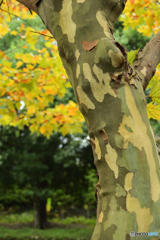 迷彩色のプラタナス