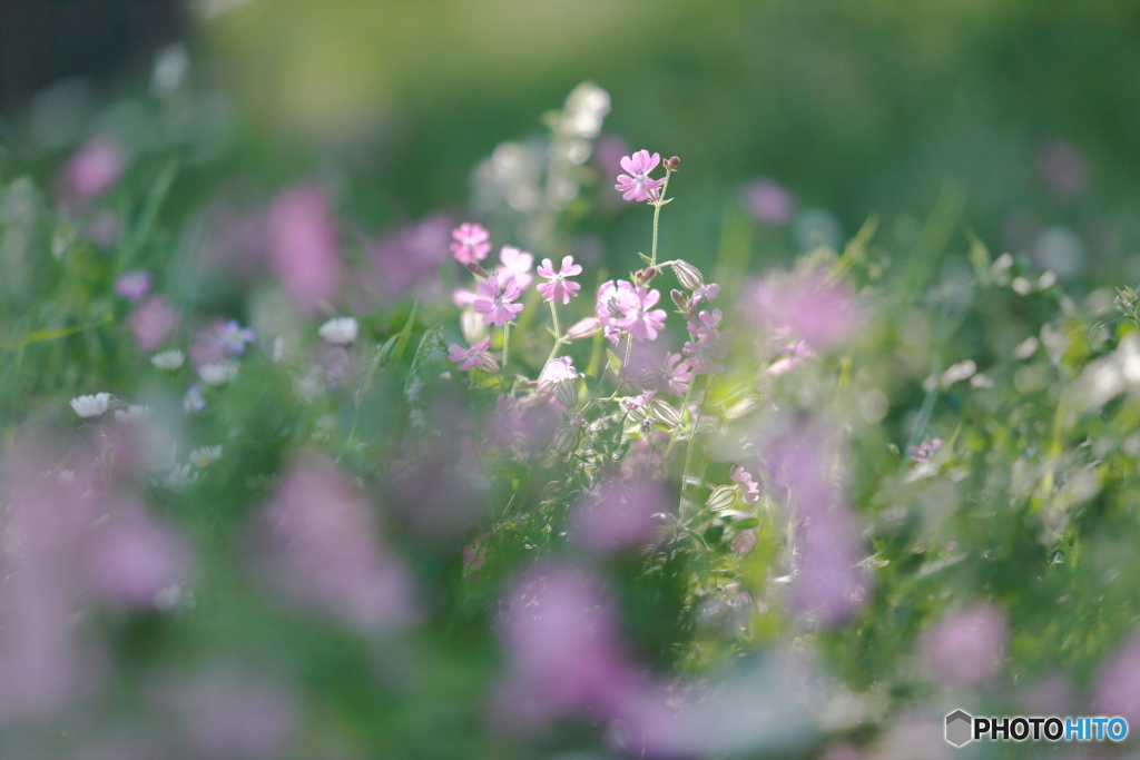 輝く小花