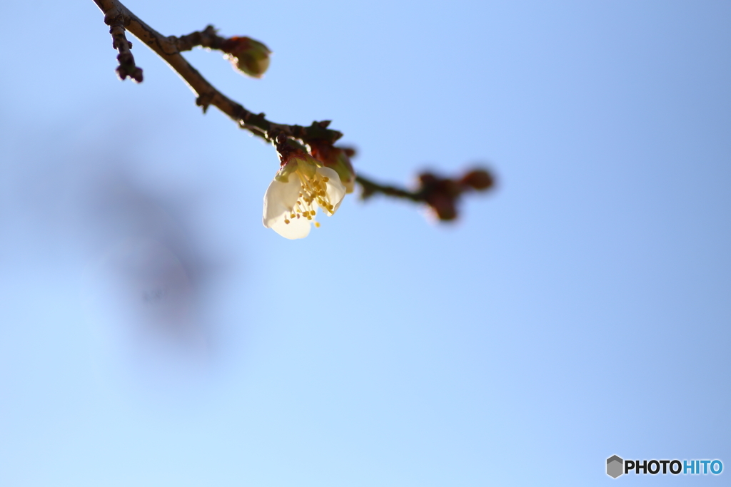 新春・初梅の花