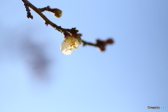 新春・初梅の花