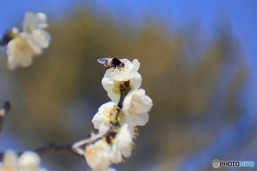 花蜜に溺れるように