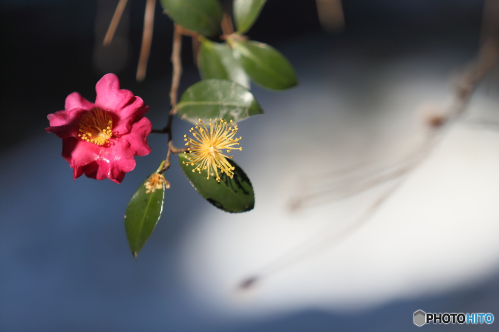 山茶花のビフォー・アフター