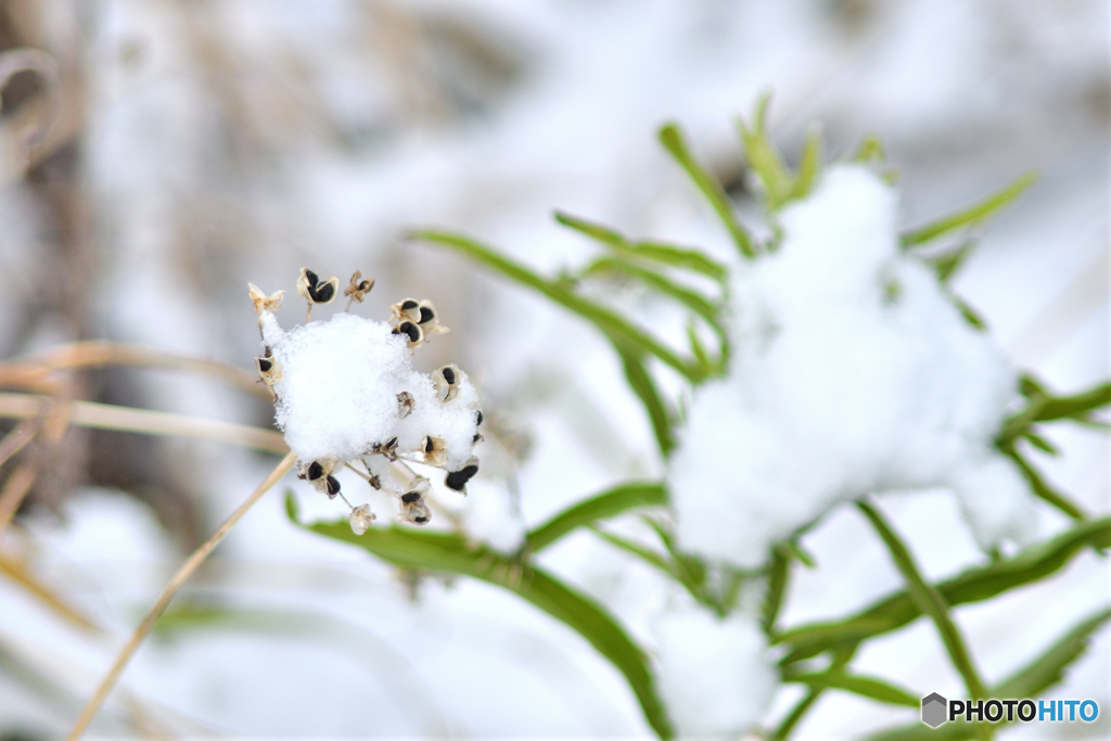 初雪