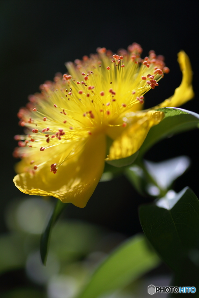 紫陽花寺のセイヨウキンシバイ