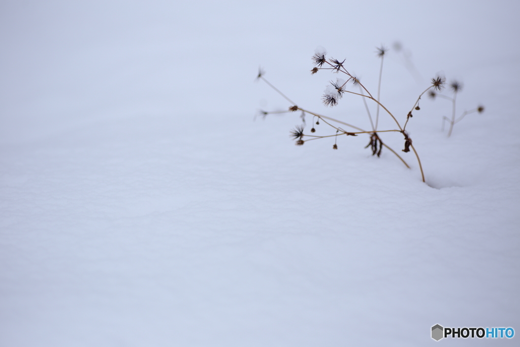 雪の花