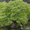 ド根性もみじ