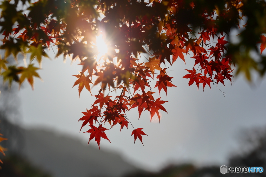 八風街道紅葉旅