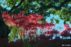 Red spider lily