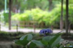 藤棚下の紫陽花