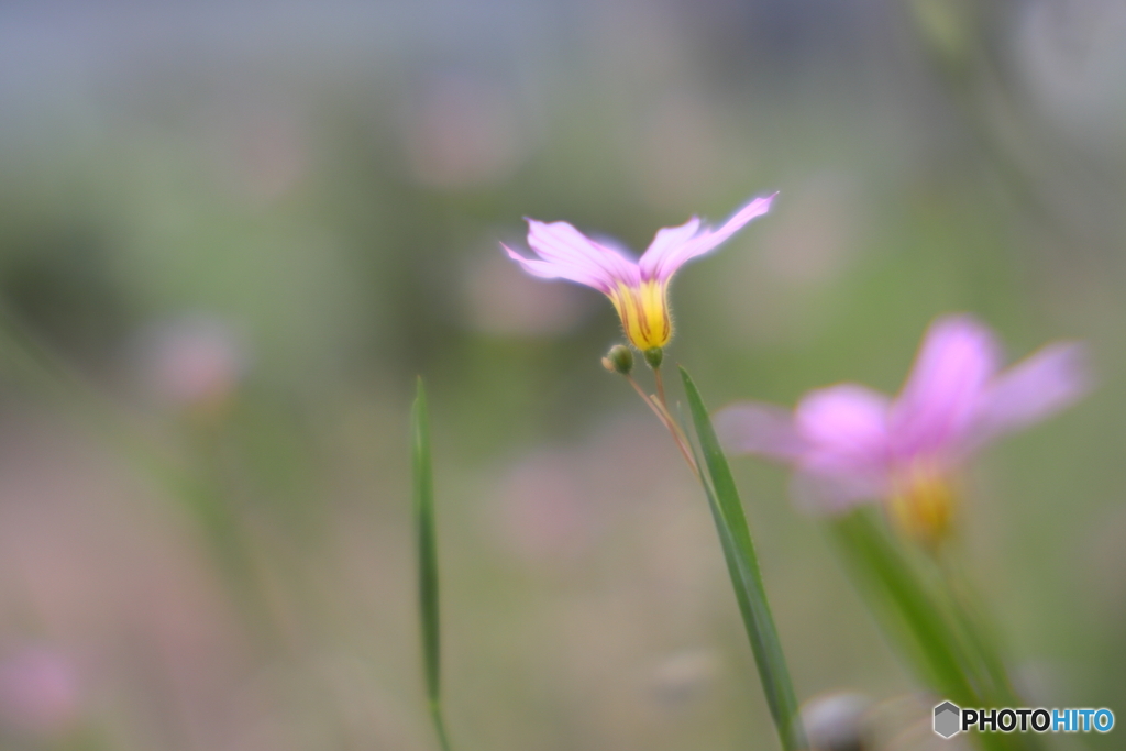 庭の雑花　そのⅠ