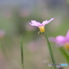 庭の雑花　そのⅠ