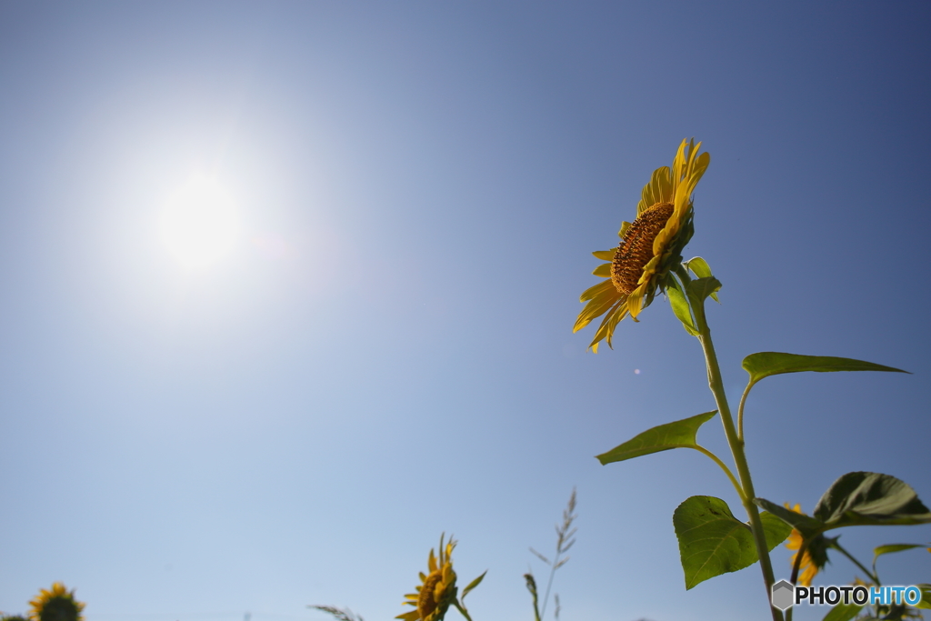 やっぱり太陽の花