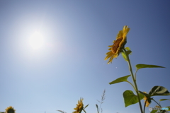 やっぱり太陽の花