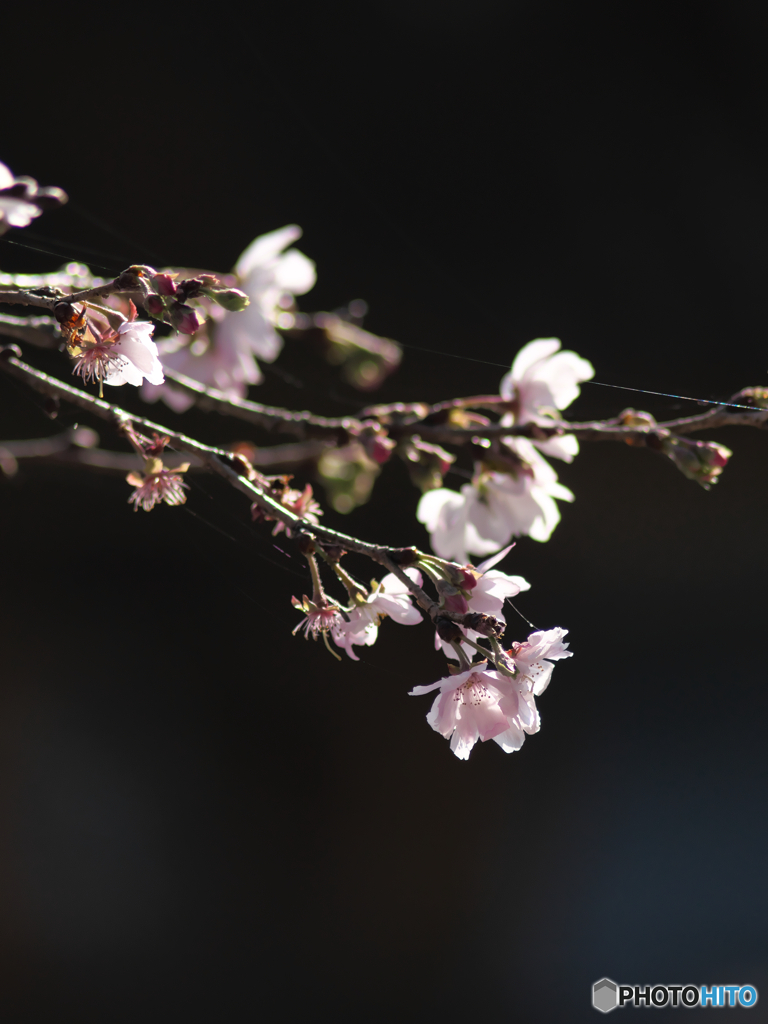 秋の桜
