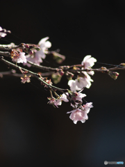 秋の桜