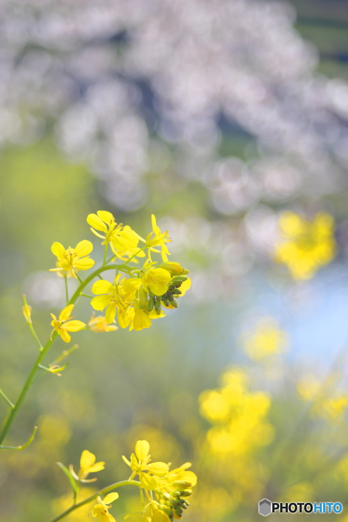幸せだった昨春