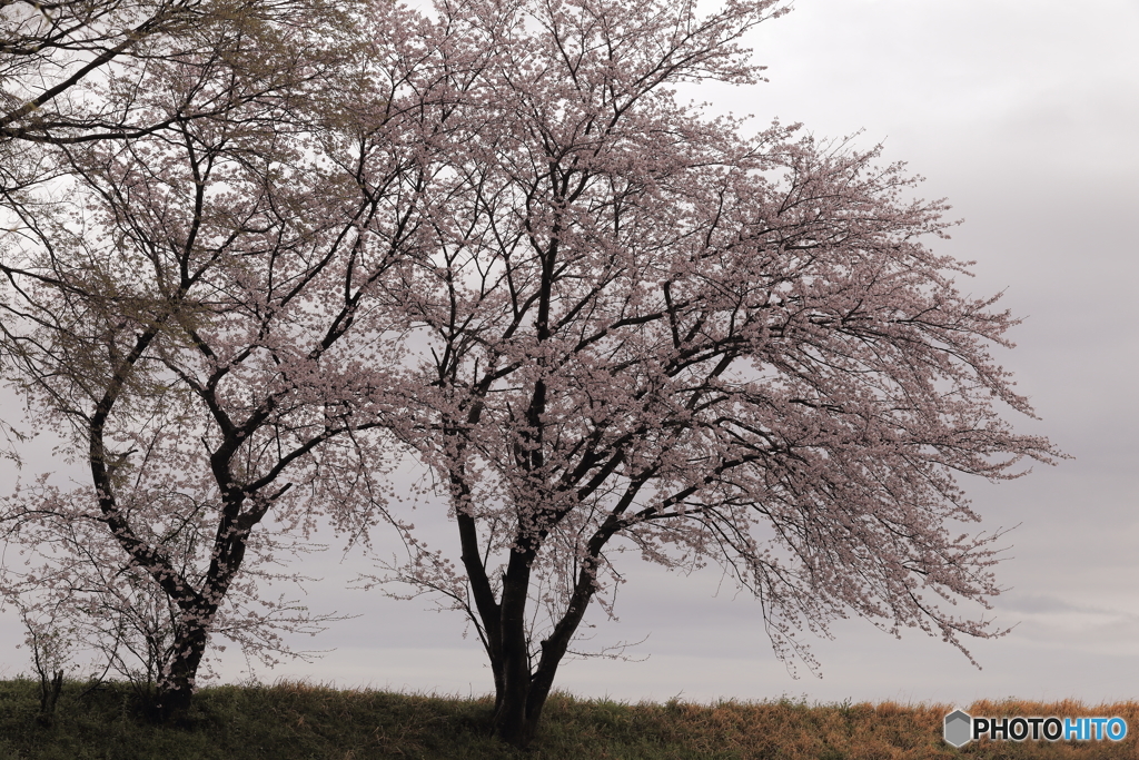 二本桜