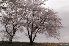 二本桜