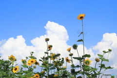 夏はじまるよ♪