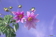 ごまかせない～