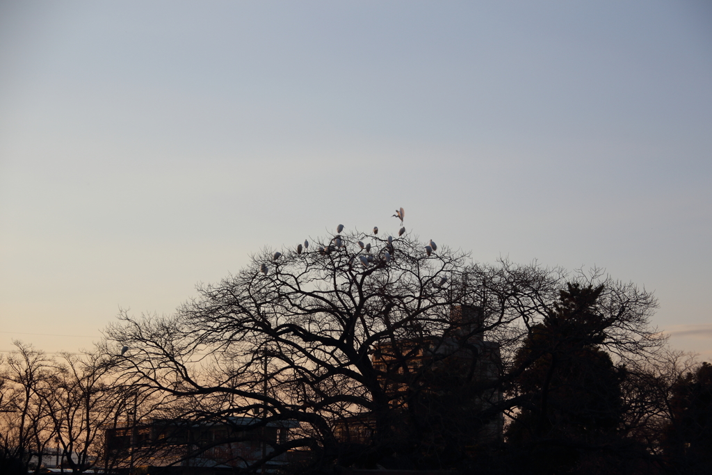 鳥たちのコロニー