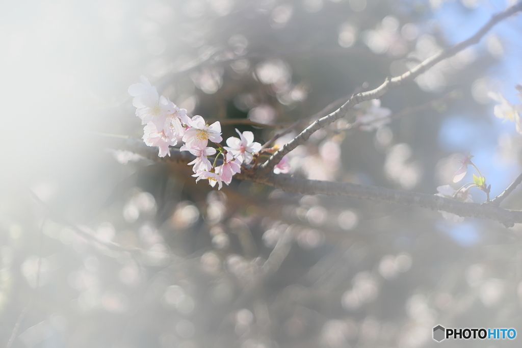 満開の四季桜