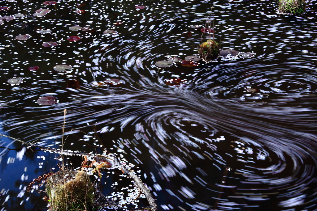 桜・流れ舞い３