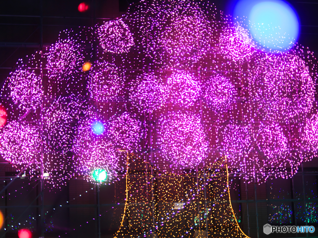 イルミ桜満開