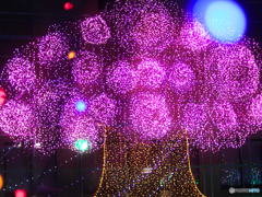 イルミ桜満開