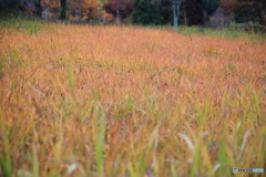 草まで染まる秋