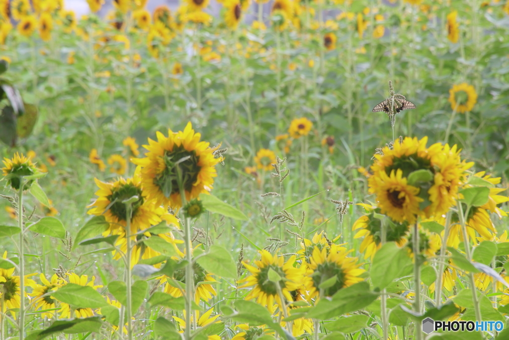 アゲハはここに居た
