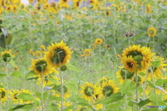 アゲハはここに居た