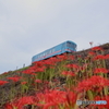 お彼岸の樽見鉄道