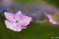 雨雫と紫陽花