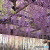 藤花のラストカット