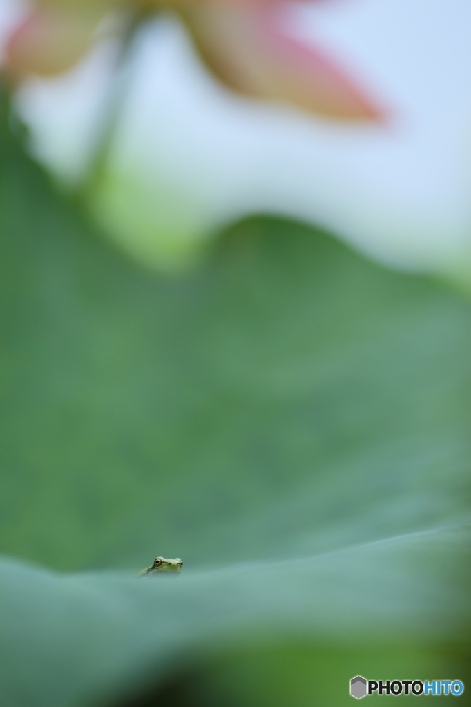frog eye