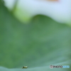 frog eye