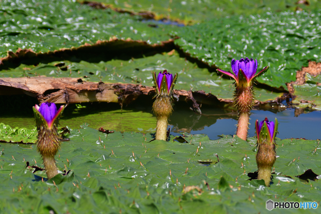 オニバスの花