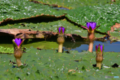 オニバスの花