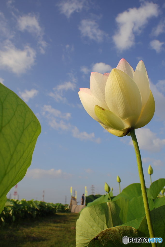 花風船