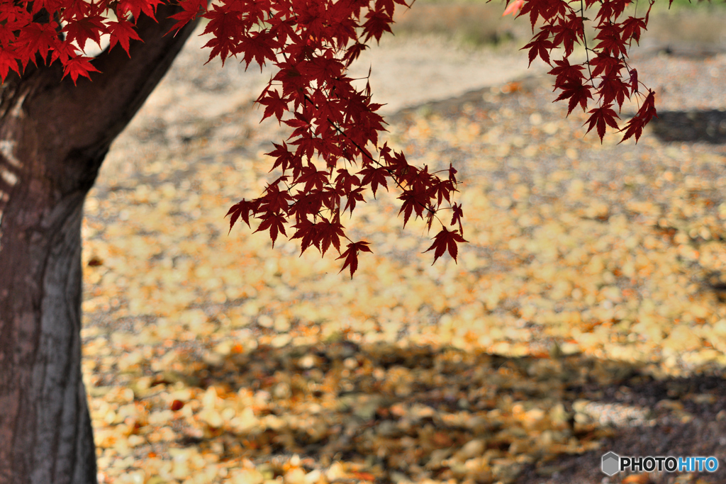 お淑やかな紅葉