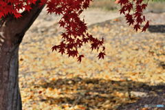 お淑やかな紅葉