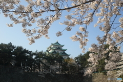 さくら満開の名古屋城