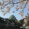 さくら満開の名古屋城