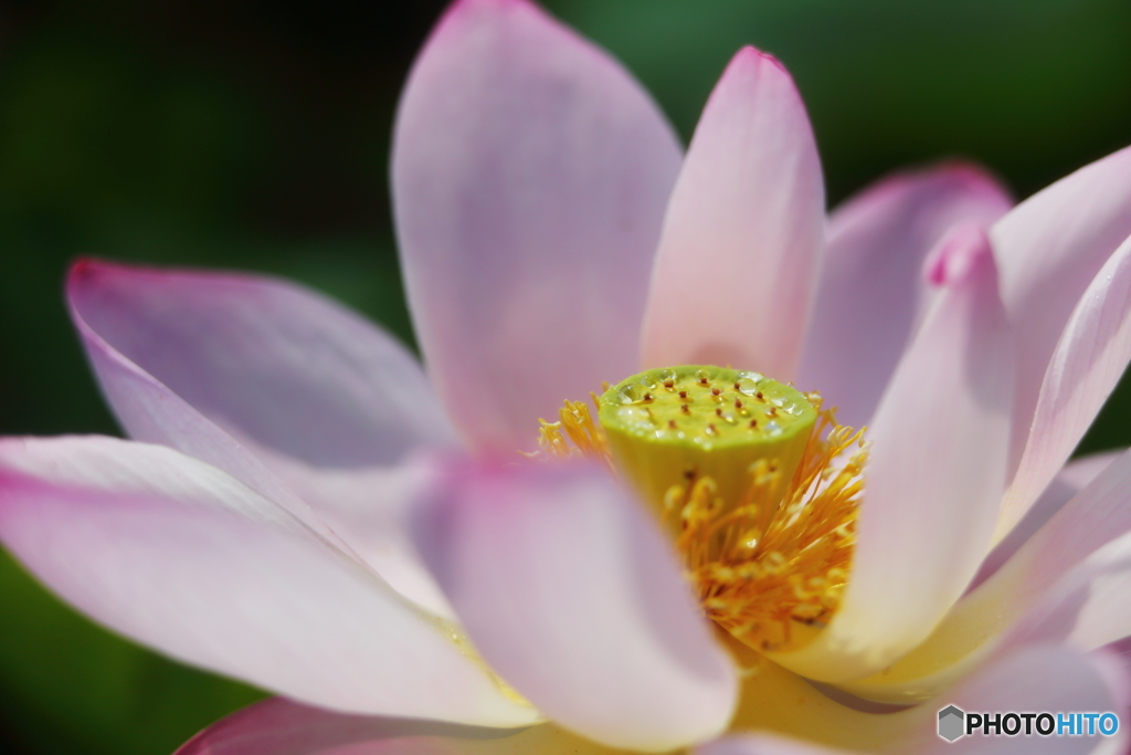 旬花Ⅰ