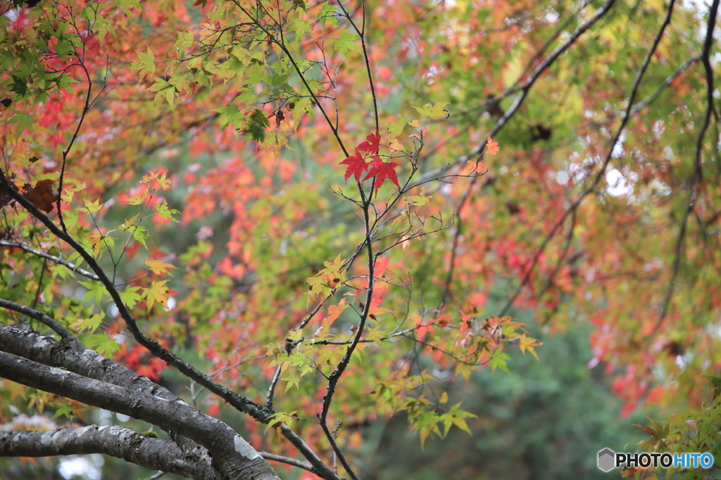 紅葉四姉妹