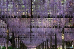 木漏れ日に藤の紫